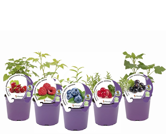 Una colección de frutos del bosque en formato asequible 