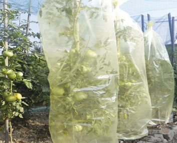 Film tubular para proteger las tomateras