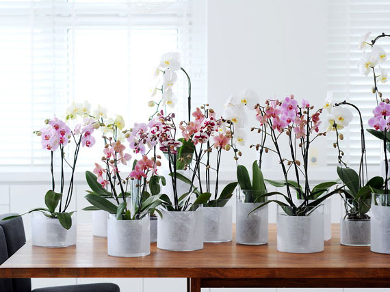 Cómo cuidar las orquídeas