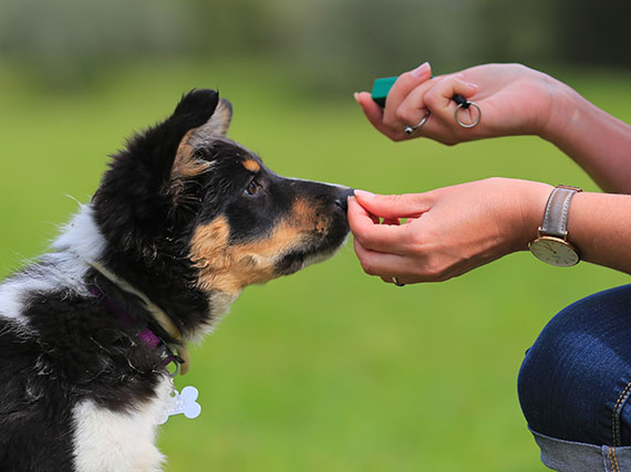 ‘Clicker training’, o cómo educar en positivo