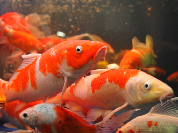 Carpas ‘koi’, reinas del agua