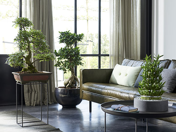 Las plantas más ‘zen’