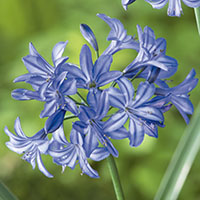Agapanthus africanus ‘Northern Star’ 