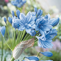 Agapanthus praecox ‘Flore Pleno’ 