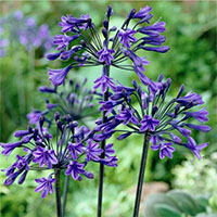 Agapanthus ‘Back in Black’ 