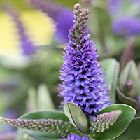 Espigas violetas