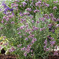 Verbena bonariensis ‘Lollipop’