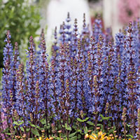 Salvia nemorosa ‘Spring King’