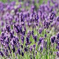 Lavandula ‘Aromatico’