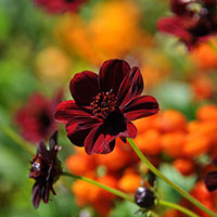 Cosmos ‘Chocolat’