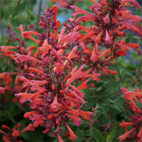 Agastache ‘Kudos Coral’
