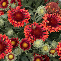 Gaillardia ‘Fanfare Blaze’
