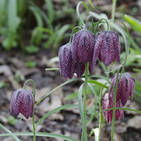 Fritillaria meleagris