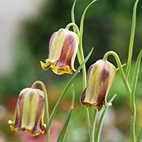 Fritillaria acmopetala *