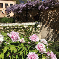 Peonías en el Generalife