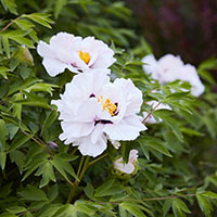 La Paeonia rockii