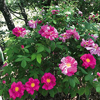 Rosa mundi o Rosa gallica ‘Versicolor’* 