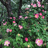 Rosa gallica ‘Complicata’ 