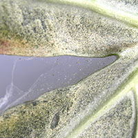 En una hoja de alocasia