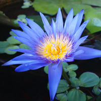 Dónde colocar las flores azules