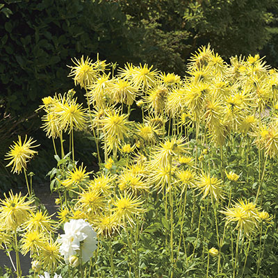 Dalias