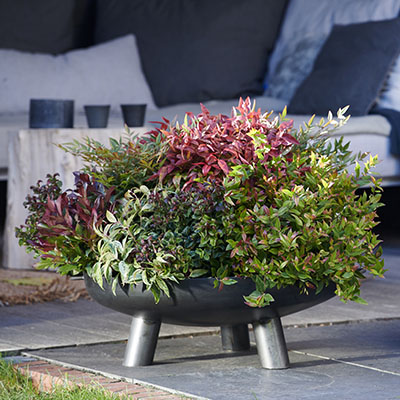 Una combinación de leucothoes