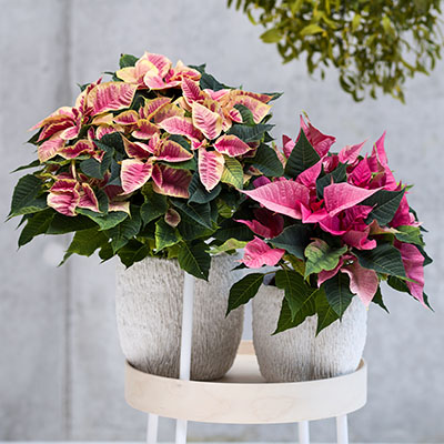 Atractivas variegaciones