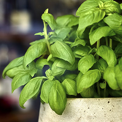 Albahaca ‘Genovesa’