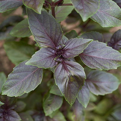 Albahaca purpurascens