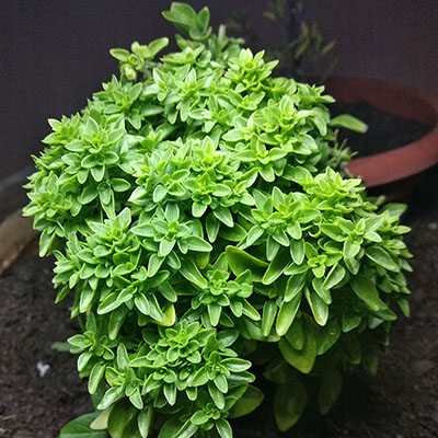 Albahaca griega