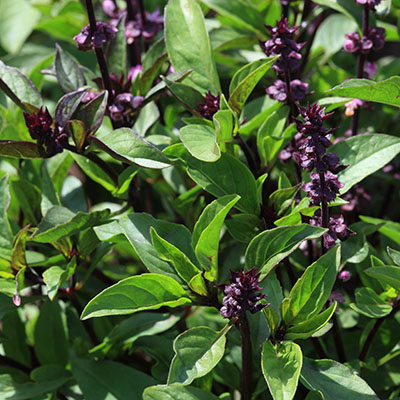 La albahaca tailandesa