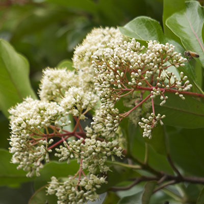 Flores perfumadas