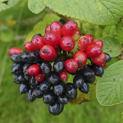 Bayas rojas y negras
