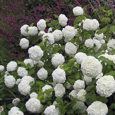 Grandes pompones de flores