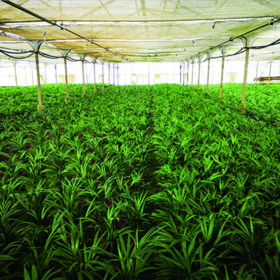 Arecas españolas 