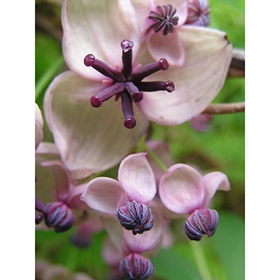 Flores femeninas y masculinas
