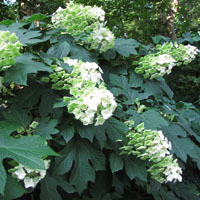 Variedades peculiares