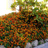 Claves de un jardín mediterráneo
