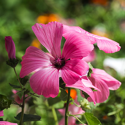 Lavatera trimestris