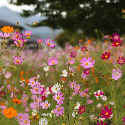 Cosmos bipinnatus, Cosmos sulphureus