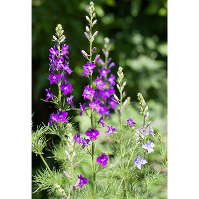 Consolida o Delphinium ajacis