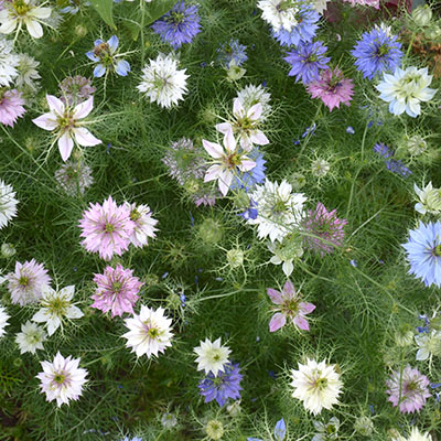 Nigella damascena