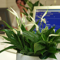 50 plantas purificadoras