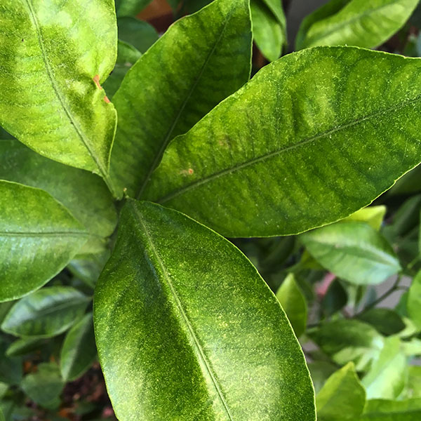 1, Araña roja en un calamondín