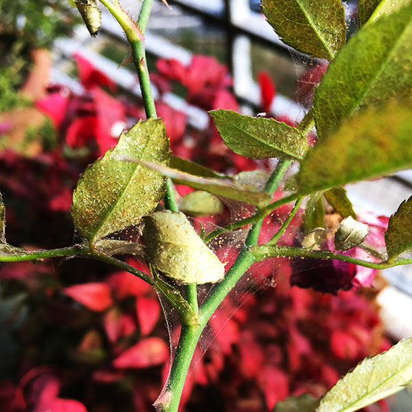 2, Araña roja en un rosal