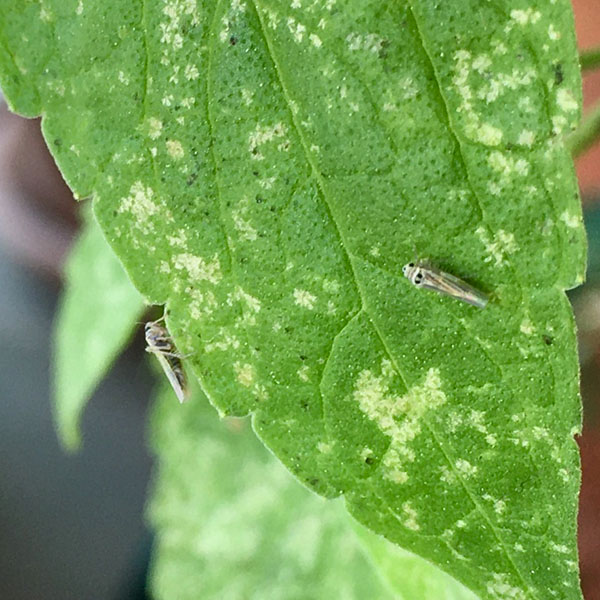 7, Cicadélidos en un agastache