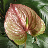 Como flor cortada
