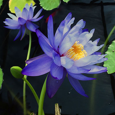 ‘Dark Purple’