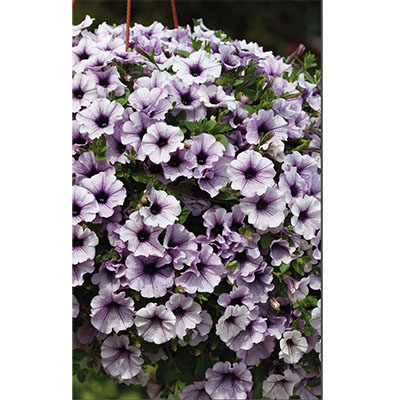 Petunia ‘Surfinia’