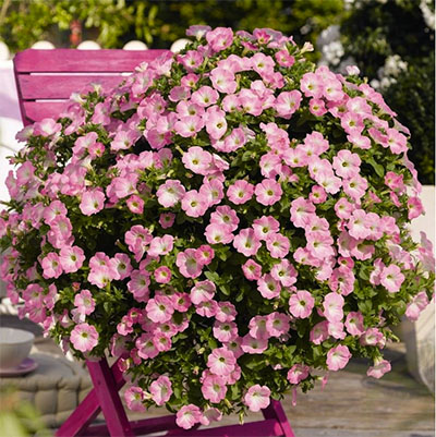‘Potunia Piccola Pink’